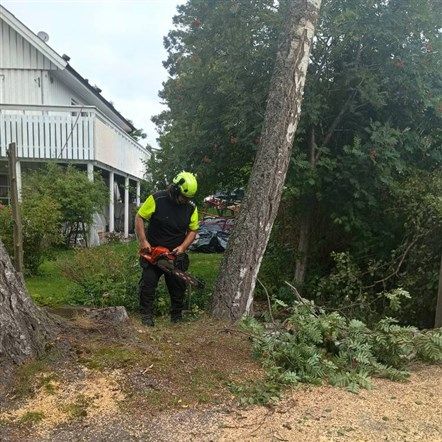 Trädfällning